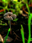 Citizen mushroom Citizen mushroom