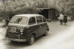 multipla multipla
