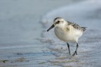 Piovanello tridattilo (Calidris alba) Piovanello tridattilo (Calidris alba)
