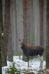 Alce nel suo habitat Alce nel suo habitat