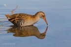 Porciglione eurasiatico (Rallus aquaticus) Porciglione eurasiatico (Rallus aquaticus)
