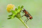 Ectophasia sp. Ectophasia sp.