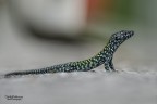 Lucertola muraiola. Lucertola muraiola.