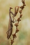 Mantis Mantis