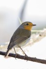 ....controluce.... ....controluce....