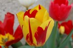 Tulipano Tulipano
