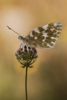 Pontia edusa Pontia edusa