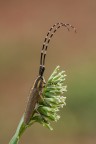 Agapanthia cynarae Agapanthia cynarae