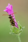 Plagionotus scalaris Plagionotus scalaris