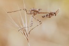Empusa pennata