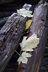 Particolare d'autunno Particolare d'autunno