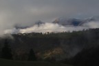 Corone nella nebbia Corone nella nebbia