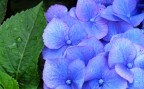 Mull flower Mull flower