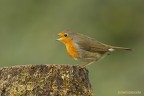 pettirosso (Erithacus rubecula pettirosso (Erithacus rubecula
