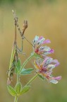 Empusa pennata.... Empusa pennata....