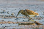 Sgarza ciuffetto con preda Sgarza ciuffetto con preda