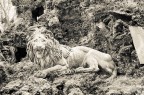 Il silenzio del Leone Il silenzio del Leone