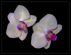 Orchidee Orchidee