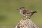 Passera scopaiola (Prunella modularis), augurando i migliori auguri di un sereno Natale e felice Anno Nuovo, c & c sono graditi.
Canon 1D Mk IV - Canon 400mm - 1/1250 - F/8 - iso 400 - -0.33 EV - Capanno e reti mimetiche
[url=]Clicca qui per la versione ad alta risoluzione! 3740 px [/url]