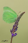 Cedronella Cedronella