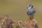 Cinciarella (Cyanistes caeruleus) Cinciarella (Cyanistes caeruleus)