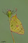 Colias crocea