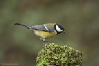Cinciallegra (Parus major)