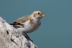 Zigolo delle Nevi (Plectrophenax nivalis) Zigolo delle Nevi (Plectrophenax nivalis)
