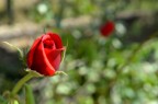 Rosa Rosa