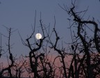 TRAMONTO TRAMONTO