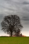 Stately tree Stately tree