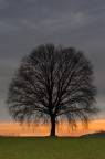 Solitary tree