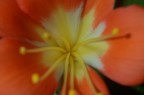 Un Fiore Un Fiore