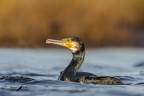 Cormorano Cormorano