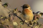 Saltimpalo (Saxicola torquata) Saltimpalo (Saxicola torquata)