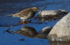 calandro (Anthus campestris) calandro (Anthus campestris)