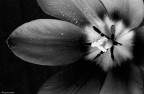 Tulipano Tulipano