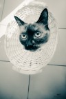 Head in the basket Head in the basket