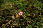Fiore Fiore