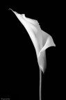Calla Calla