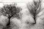 trees in love trees in love