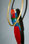 Parrot Parrot