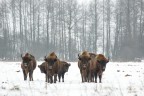 Bisonti europei