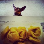 Sorveglianza Speciale