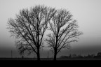 alberi gemelli alberi gemelli