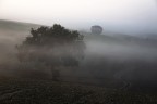 nebbiolina mattutina nebbiolina mattutina