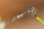 Eleganza Eleganza