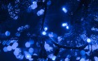 luci luci