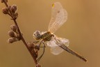 Sympetrum fonscolombii Sympetrum fonscolombii
