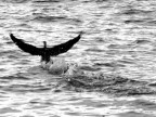 IL CORMORANO IL CORMORANO